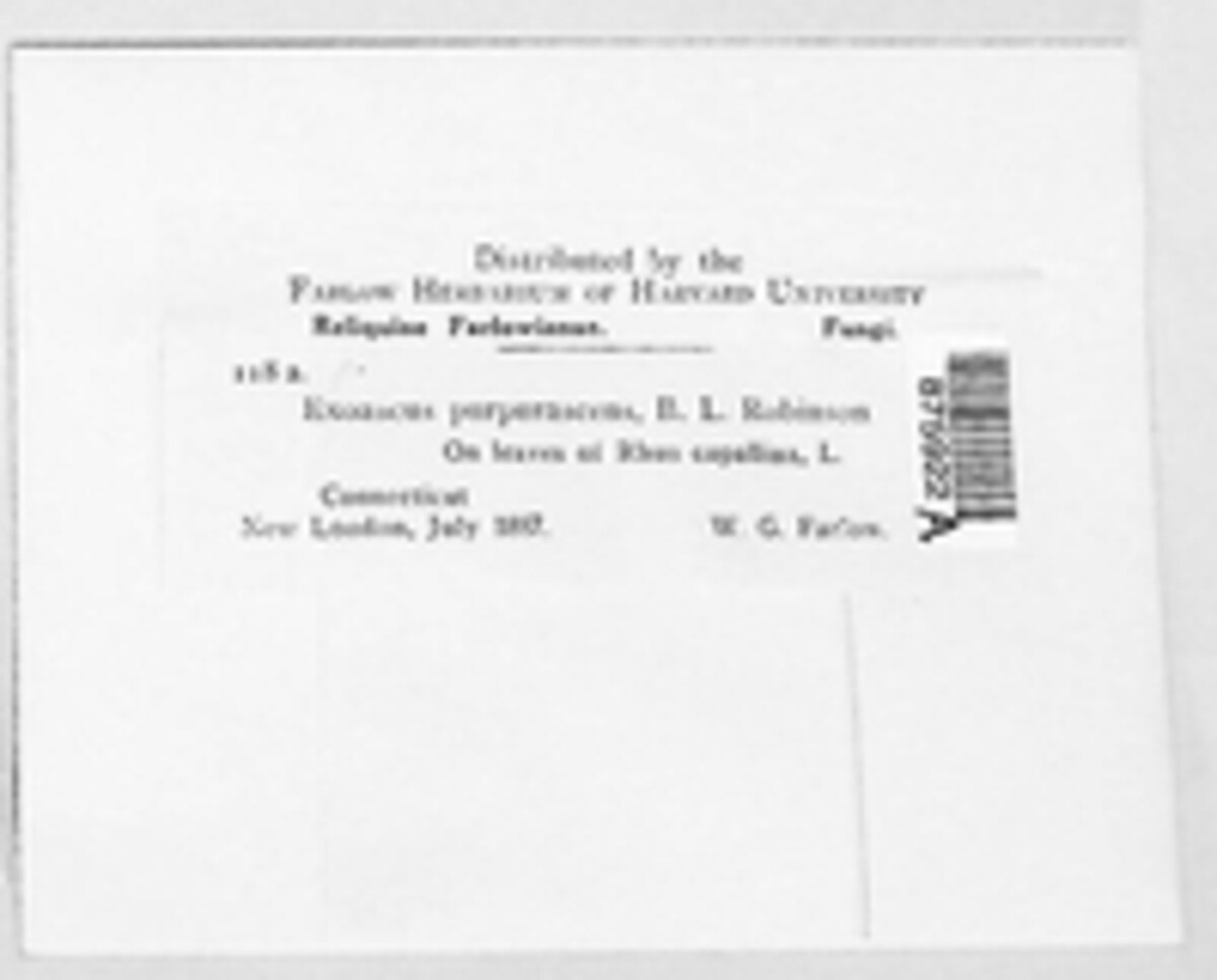 Taphrina purpurascens image